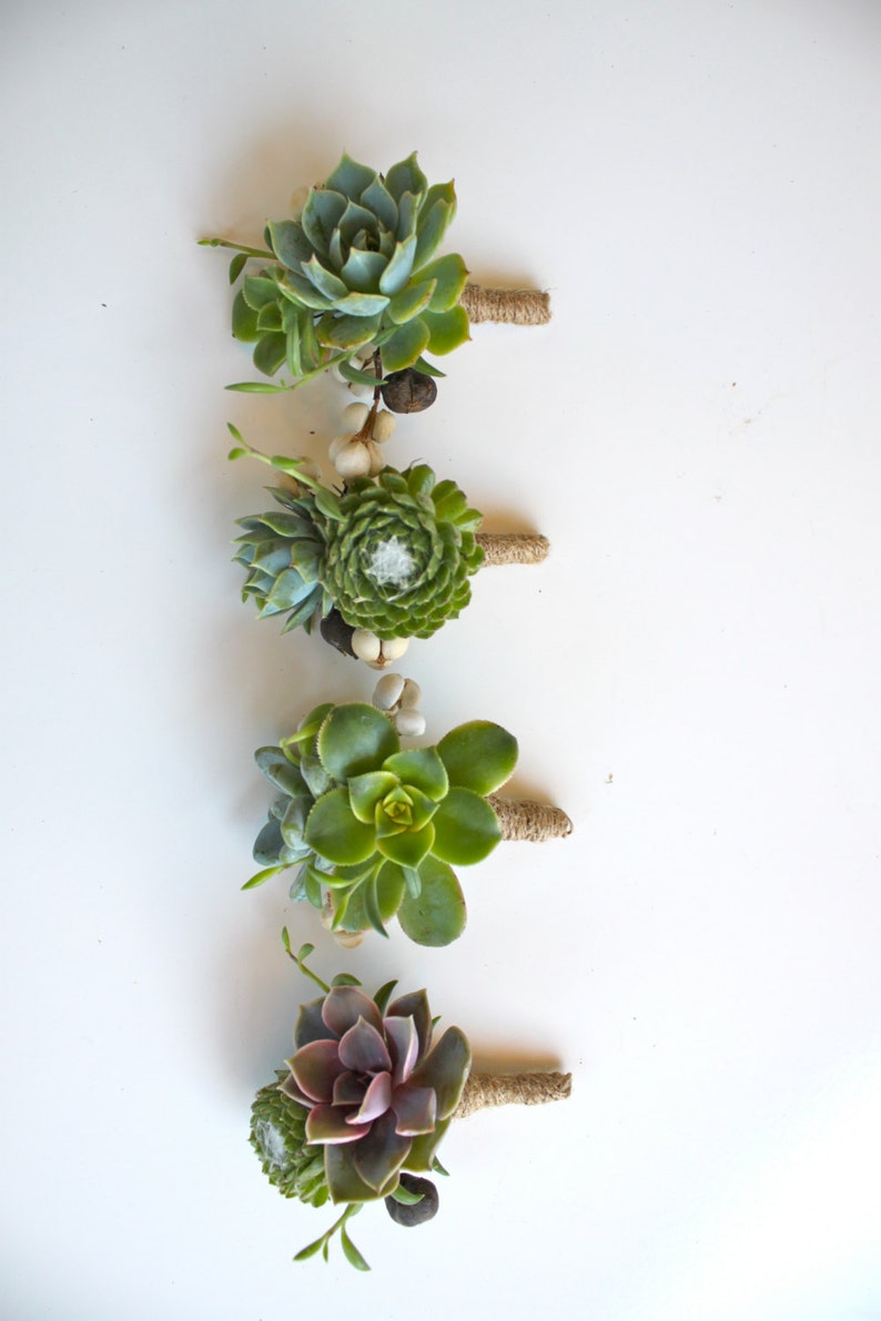 6 Assorted Double Succulent Boutonnieres with Tallow Berry image 4