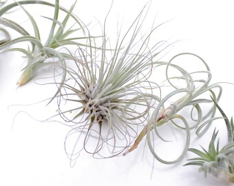 SALE Air Plant Grab Bag (3)