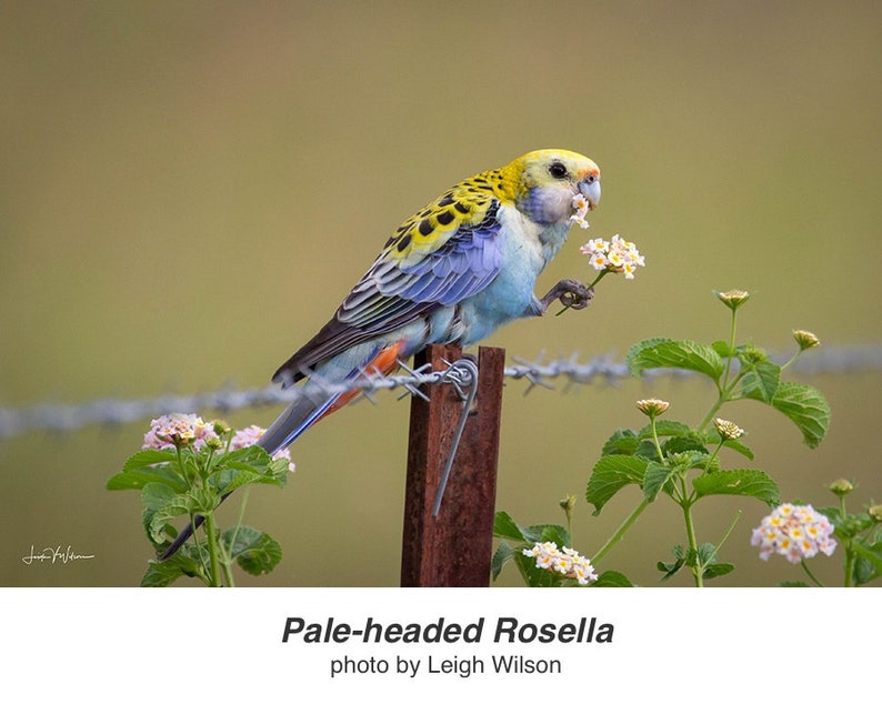 Rosella Bird, Butterfly and Flowers Moonlight Blue Quilting Cotton