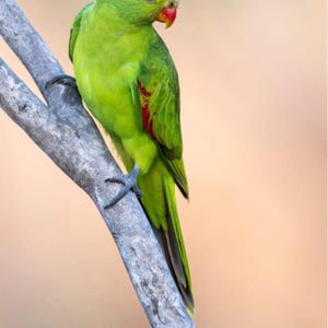 K&ouml;nnte beinhalten: Ein leuchtend gr&uuml;ner Rotfl&uuml;gelsittich sitzt auf einem grauen Ast. Der Vogel hat einen roten Schnabel und rote Flecken auf den Fl&uuml;geln. Der Hintergrund ist ein weicher, verschwommener Pfirsichton.