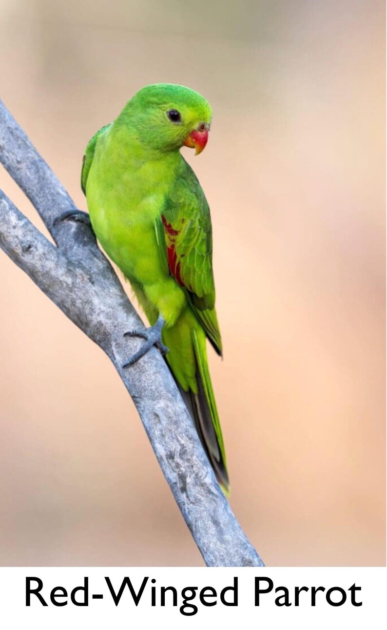 K&ouml;nnte beinhalten: Ein leuchtend gr&uuml;ner Rotfl&uuml;gelsittich sitzt auf einem grauen Ast. Der Vogel hat einen roten Schnabel und rote Flecken auf den Fl&uuml;geln. Der Hintergrund ist ein weicher, verschwommener Pfirsichton.