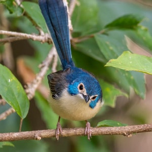 Pode incluir: Um pequeno p&aacute;ssaro, um Lovely Fairy-wren, empoleira-se num galho. Tem cabe&ccedil;a e cauda azuis, barriga bege e olhos castanhos. O p&aacute;ssaro est&aacute; rodeado por folhas verdes. A imagem inclui o texto "Lovely Fairy-wren" e "Photo by Bill Harding."