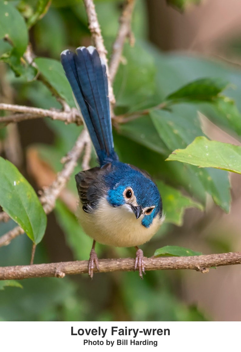 Pode incluir: Um pequeno p&aacute;ssaro, um Lovely Fairy-wren, empoleira-se num galho. Tem cabe&ccedil;a e cauda azuis, barriga bege e olhos castanhos. O p&aacute;ssaro est&aacute; rodeado por folhas verdes. A imagem inclui o texto "Lovely Fairy-wren" e "Photo by Bill Harding."