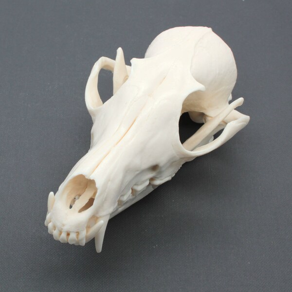fox skull replica