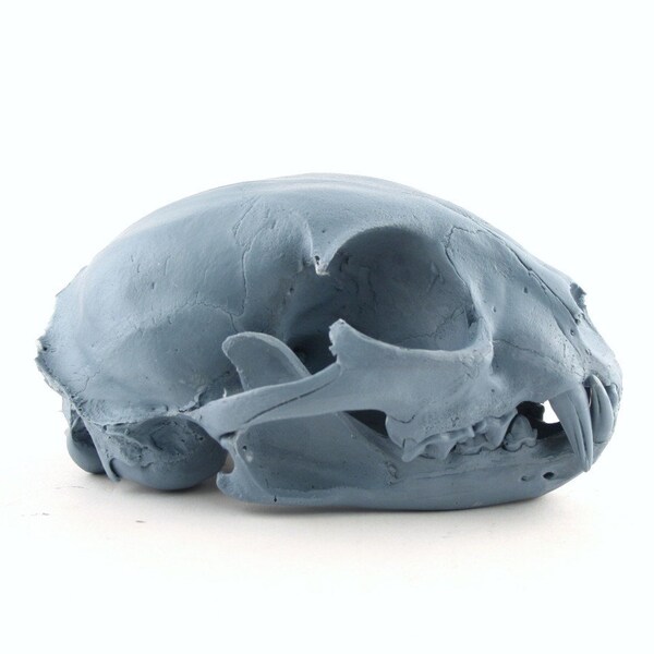 blue gray plastic bobcat skull