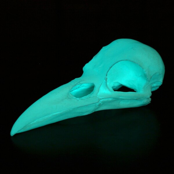 glow in the dark crow skull - aqua