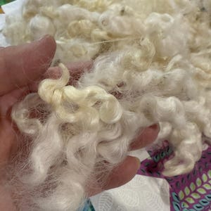 May include: Close-up of raw, unprocessed wool fibers. The fibers are a creamy off-white color, with a soft, fluffy texture. The wool appears to be freshly shorn, with some fibers still retaining their natural crimp. The wool is held in a hand.