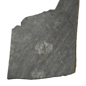 May include: A flat, irregularly shaped piece of dark gray slate with a rough, textured surface. The stone features natural veining and a lighter gray patch near the center, with jagged, uneven edges and a thick, brown-toned side profile.
