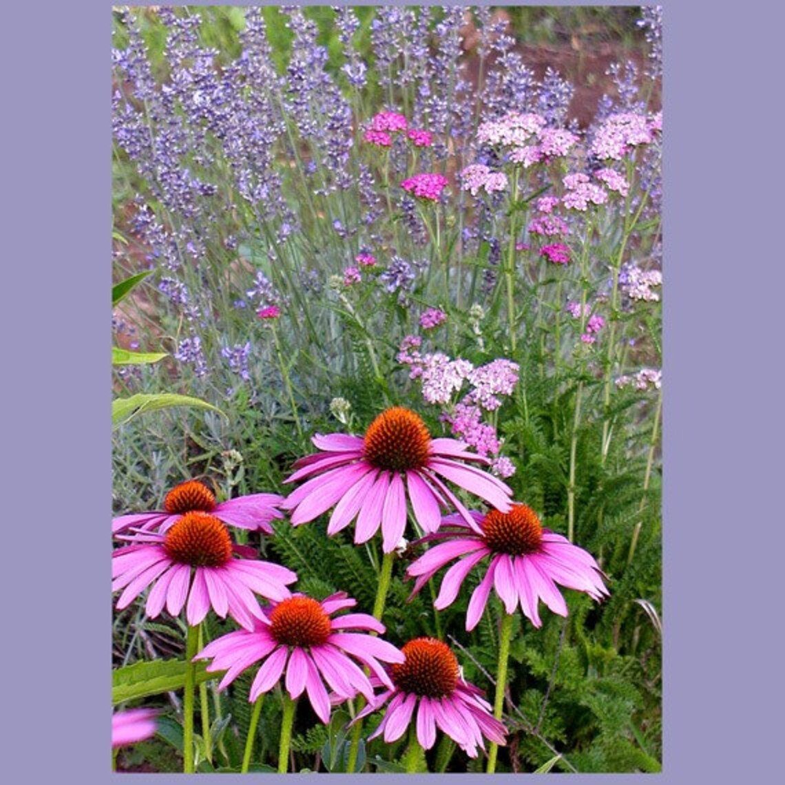 Echinacea Lavender Yarrow 8 X 10 Fine Art Photo Etsy