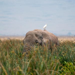 African Elephant Print in Tanzania during the great migration