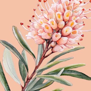 Florist Gift / Care Cards. Native Blooms