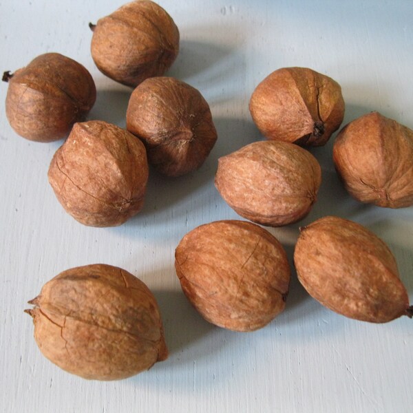Hickory Nuts Etsy