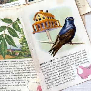 May include: Vintage educational cards featuring illustrations of a purple martin bird and a birdhouse. The bird is depicted with a violet head and black wings. The birdhouse is yellow with a brown roof. Other cards show a walnut tree and a map.