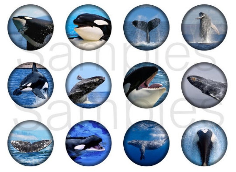Whales Orcas Pins Magnets Wedding Favors Gift Sets Refrigerator Magnets Fridge Magnets 1 1.25 2.25