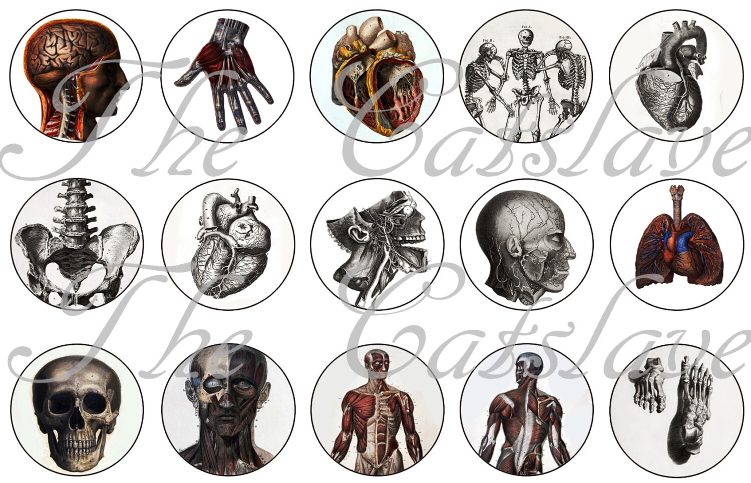 Anatomy Pins Anatomy Anatomy Badges 1 Inch Etsy