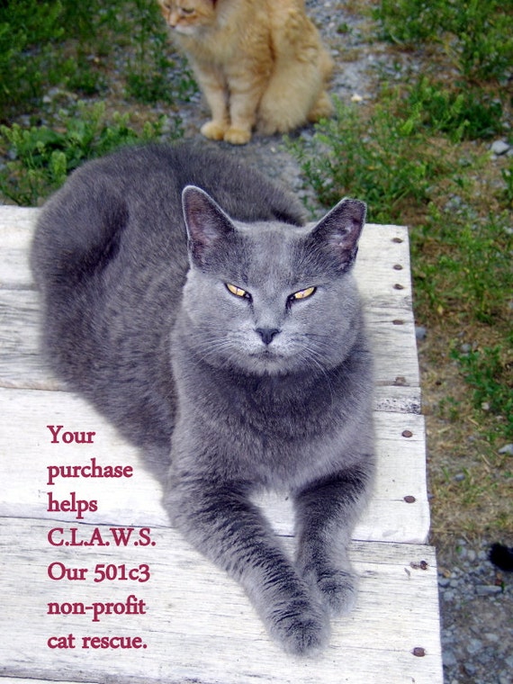 Acrylic cat fridge magnets . Chartreaux Funny cat sayings