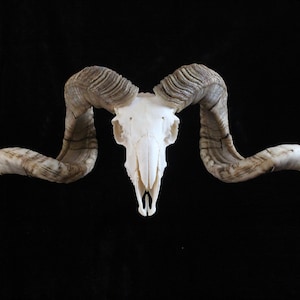 Sheep skull with horns | Ram Skull Home Decor | Real Ram Skull Head sheep with Big Horns | Ram Skull | Real animal skull | Gift for Dad |