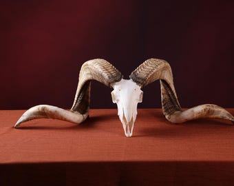 Huge Ram Skull | Natural skull | Real animal skull | Real Ram Skull Head sheep with Big Horns | Christmas gift | Gift for Dad | Cowboy Gift