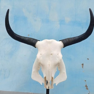 Real bull skull | Cow skull | Real steer skull with horns | Buffalo Skull | Home decor | Western Decor | Gifts for men | Cowboy gift |Gothic