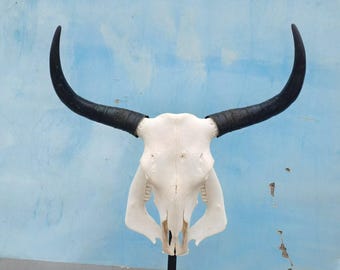 Real bull skull | Cow skull | Real steer skull with horns | Buffalo Skull | Home decor | Western Decor | Gifts for men | Cowboy gift |Gothic