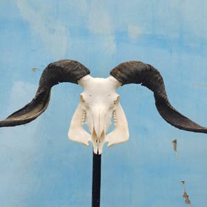 Ram Skull With Horns | Ram Skull Home Decor | Real Ram Skull Head sheep with Big Horns | wall decoration, home decor, ram horns, goat skull