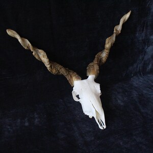 Ram Skull With Horns | Ram Skull Home Decor | Real Ram Skull Head sheep with Big Horns | wall decoration, home decor, ram horns, goat skull