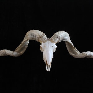 Sheep skull with horns | Ram Skull Home Decor | Real Ram Skull Head sheep with Big Horns | Ram Skull | Real animal skull | Gift for Dad |