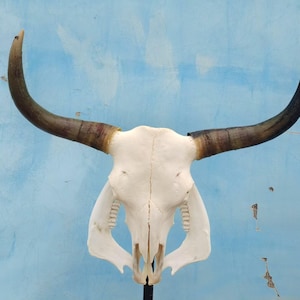 Real bull skull | Cow skull | Real steer skull with horns | Buffalo Skull | Home decor | Western Decor | Gifts for men | Cowboy gift |Gothic