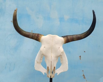 Real bull skull | Cow skull | Real steer skull with horns | Buffalo Skull | Home decor | Western Decor | Gifts for men | Cowboy gift |Gothic