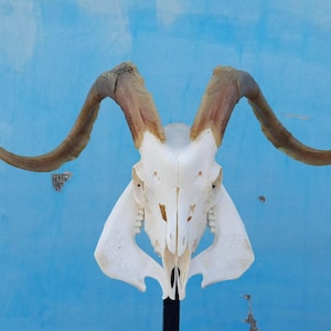 Sheep skull with horns | Ram Skull Home Decor | Real Ram Skull Head sheep with Big Horns | Ram Skull | Real animal skull | Gift for Dad |