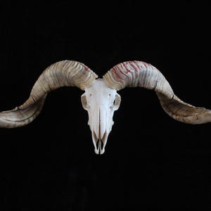Ram Skull With Horns | Ram Skull Home Decor | Real Ram Skull Head sheep with Big Horns | wall decoration, home decor, ram horns, goat skull