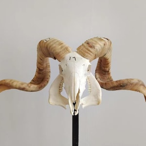 Sheep skull with horns | Ram Skull Home Decor | Real Ram Skull Head sheep with Big Horns | Ram Skull | Real animal skull | Gift for Dad |