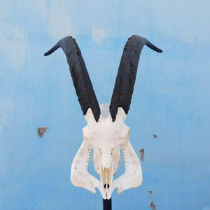 Ram Skull With Horns | Ram Skull Home Decor | Real Ram Skull Head sheep with Big Horns | wall decoration, home decor, ram horns, goat skull