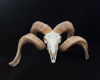 Cráneo de carnero taxidermia, cuernos de oveja, cuernos de montaña, cueva del hombre/Decoración perfecta para Halloween, cumpleaños o Navidad. ENVÍO GRATIS.