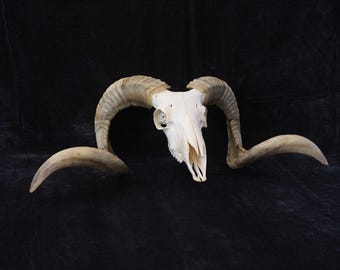 大きな角を持つ本物の雄羊の頭蓋骨の羊 |羊の頭蓋骨の角 |角のある雄羊