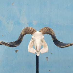 Sheep skull with horns | Ram Skull Home Decor | Real Ram Skull Head sheep with Big Horns | Ram Skull | Real animal skull | Gift for Dad |