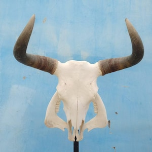 Real bull skull | Cow skull | Real steer skull with horns | Buffalo Skull | Home decor | Western Decor | Gifts for men | Cowboy gift |Gothic