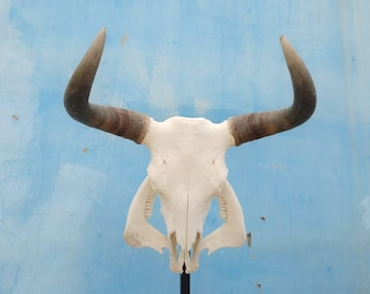 Real bull skull | Cow skull | Real steer skull with horns | Buffalo Skull | Home decor | Western Decor | Gifts for men | Cowboy gift |Gothic