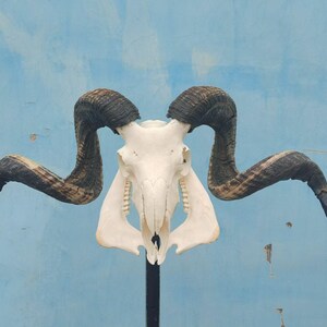 Sheep skull with horns | Ram Skull Home Decor | Real Ram Skull Head sheep with Big Horns | Ram Skull | Real animal skull | Gift for Dad |