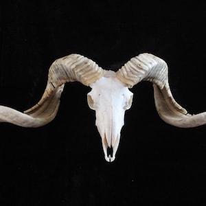 Ram Skull With Horns | Ram Skull Home Decor | Real Ram Skull Head sheep with Big Horns | wall decoration, home decor, ram horns, goat skull