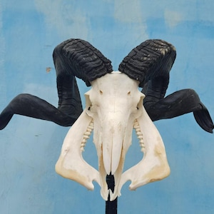 Ram Skull With Horns | Ram Skull Home Decor | Real Ram Skull Head sheep with Big Horns | wall decoration, home decor, ram horns, goat skull
