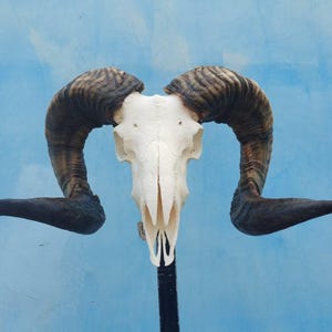 Ram Skull With Horns | Ram Skull Home Decor | Real Ram Skull Head sheep with Big Horns | wall decoration, home decor, ram horns, goat skull