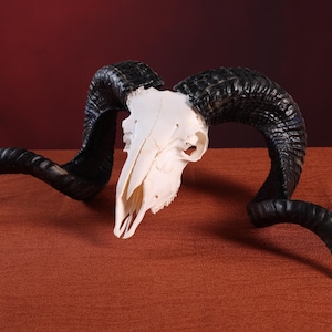 May include: A ram skull featuring a smooth, off-white bone cranium and two large, textured, dark black curved horns that extend outwards and downwards from the sides of the skull, showcasing natural ridges and a distinct spiral shape.
