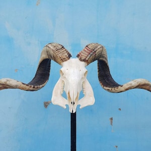 Sheep skull with horns | Ram Skull Home Decor | Real Ram Skull Head sheep with Big Horns | Ram Skull | Real animal skull | Gift for Dad |