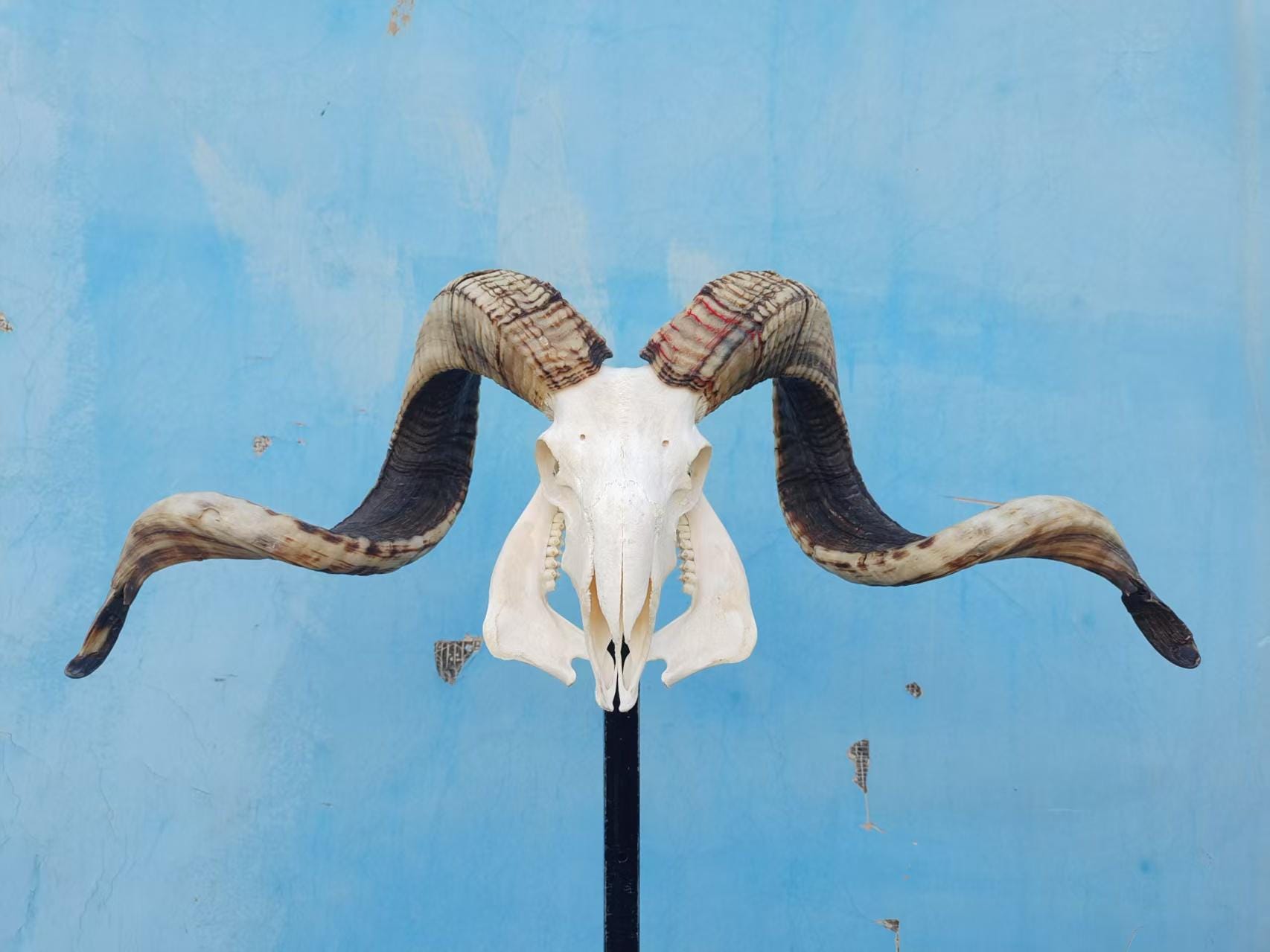 Vibe Check: Siro's Cup - Saratoga Living After Hours, image size:1706x1279