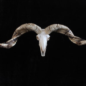 Huge Ram Skull | natural skull | real animal skul | Real Ram Skull Head sheep with Big Horns | Christmas gift | Gift for Dad | Cowboy Gift