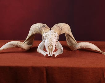 Cráneo de carnero con cuernos / Decoración del hogar con cráneo de carnero / Cabeza de cráneo de carnero real de oveja con cuernos grandes / Decoración de pared, decoración del hogar, cuernos de carnero, regalo de Navidad