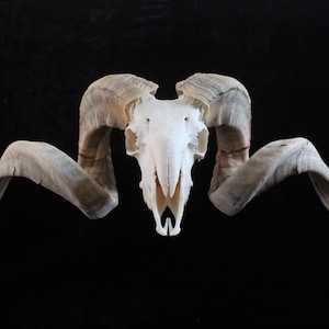 Sheep skull with horns | Ram Skull Home Decor | Real Ram Skull Head sheep with Big Horns | Ram Skull | Real animal skull | Gift for Dad |