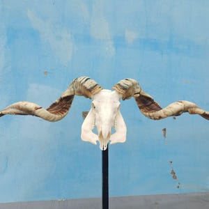 Huge Ram Skull | natural skull | real animal skul | Real Ram Skull Head sheep with Big Horns | Christmas gift | Gift for Dad | Cowboy Gift