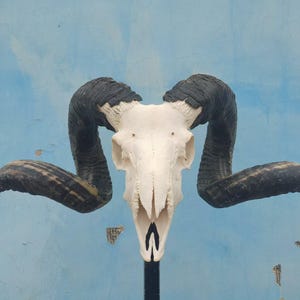Sheep skull with horns | Ram Skull Home Decor | Real Ram Skull Head sheep with Big Horns | Ram Skull | Real animal skull | Gift for Dad |